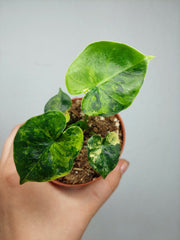 Alocasia Frydek Round Aurea (zum aussuchen)