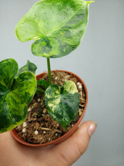 Alocasia Frydek Round Aurea (zum aussuchen)