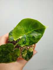 Alocasia Frydek Round Aurea (zum aussuchen)