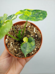 Alocasia Frydek Round Aurea (zum aussuchen)