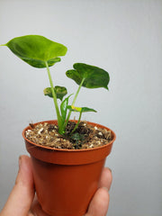Alocasia Frydek Round Aurea (zum aussuchen)