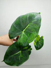 Alocasia Frydek Round Aurea (zum aussuchen)