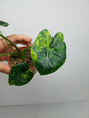 Alocasia Frydek Round Aurea (zum aussuchen)