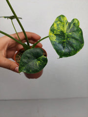 Alocasia Frydek Round Aurea (zum aussuchen)