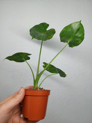 Alocasia Frydek Round Aurea (zum aussuchen)