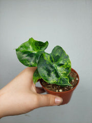 Alocasia Frydek Round Aurea (zum aussuchen)