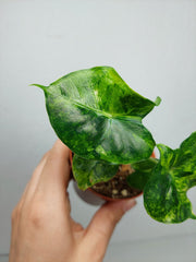 Alocasia Frydek Round Aurea (zum aussuchen)