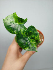 Alocasia Frydek Round Aurea (zum aussuchen)