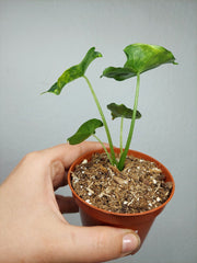 Alocasia Frydek Round Aurea (zum aussuchen)