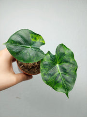 Alocasia Frydek Round Aurea (zum aussuchen)