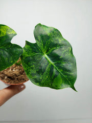 Alocasia Frydek Round Aurea (zum aussuchen)