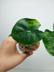 Alocasia Frydek Round Aurea (zum aussuchen)