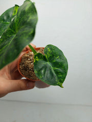 Alocasia Frydek Round Aurea (zum aussuchen)