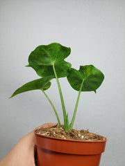 Alocasia Frydek Round Aurea (zum aussuchen)