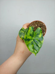 Alocasia Frydek Round Aurea (zum aussuchen)