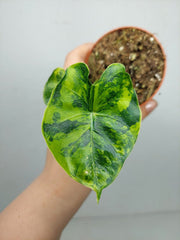 Alocasia Frydek Round Aurea (zum aussuchen)