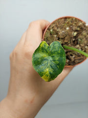 Alocasia Frydek Round Aurea (zum aussuchen)