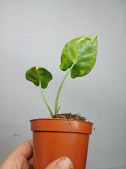 Alocasia Frydek Round Aurea (zum aussuchen)