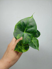 Alocasia Frydek Round Aurea (zum aussuchen)