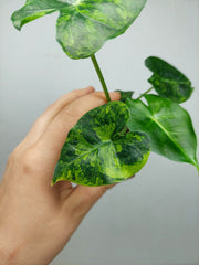 Alocasia Frydek Round Aurea (zum aussuchen)