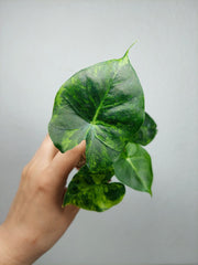 Alocasia Frydek Round Aurea (zum aussuchen)