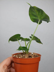 Alocasia Frydek Round Aurea (zum aussuchen)