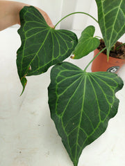 Anthurium Delta Force