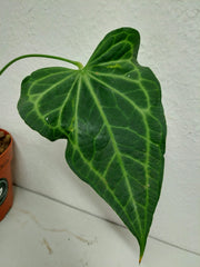 Anthurium Delta Force