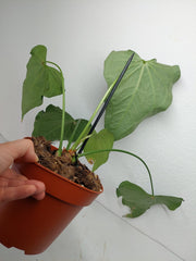Anthurium Delta Force