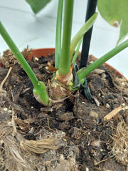Anthurium Delta Force
