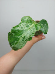 Monstera Bulbasaur (zum aussuchen)