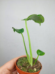 Monstera Bulbasaur (zum aussuchen)