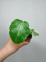 Monstera Bulbasaur (zum aussuchen)