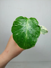 Monstera Bulbasaur (zum aussuchen)