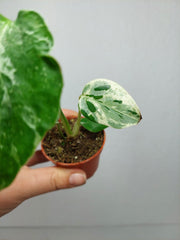 Monstera Bulbasaur (zum aussuchen)