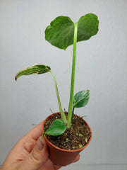 Monstera Bulbasaur (zum aussuchen)