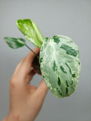 Monstera Bulbasaur (zum aussuchen)