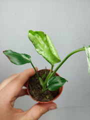 Monstera Bulbasaur (zum aussuchen)