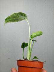 Monstera Bulbasaur (zum aussuchen)