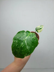 Monstera Bulbasaur (zum aussuchen)