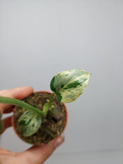 Monstera Bulbasaur (zum aussuchen)