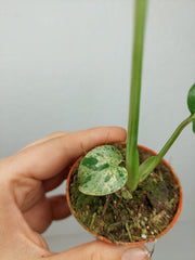 Monstera Bulbasaur (zum aussuchen)