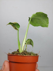 Monstera Bulbasaur (zum aussuchen)