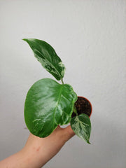 Monstera Bulbasaur (zum aussuchen)