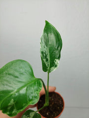 Monstera Bulbasaur (zum aussuchen)