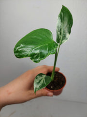 Monstera Bulbasaur (zum aussuchen)