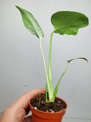 Monstera Bulbasaur (zum aussuchen)