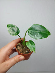 Monstera Bulbasaur (zum aussuchen)