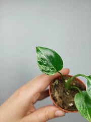 Monstera Bulbasaur (zum aussuchen)