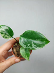 Monstera Bulbasaur (zum aussuchen)